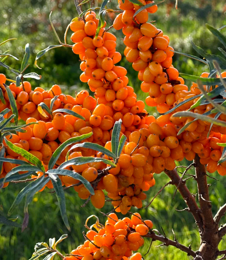 Sea Buckthorn Seeds – Hippophae rhamnoides – 25/100/500 Seeds – Seaberry Shrub
