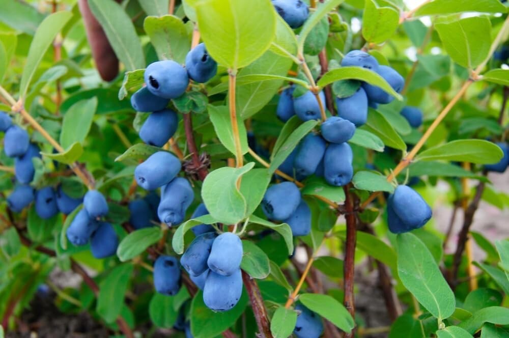 30 Sweet Honeysuckle Seeds Lonicera caerulea
