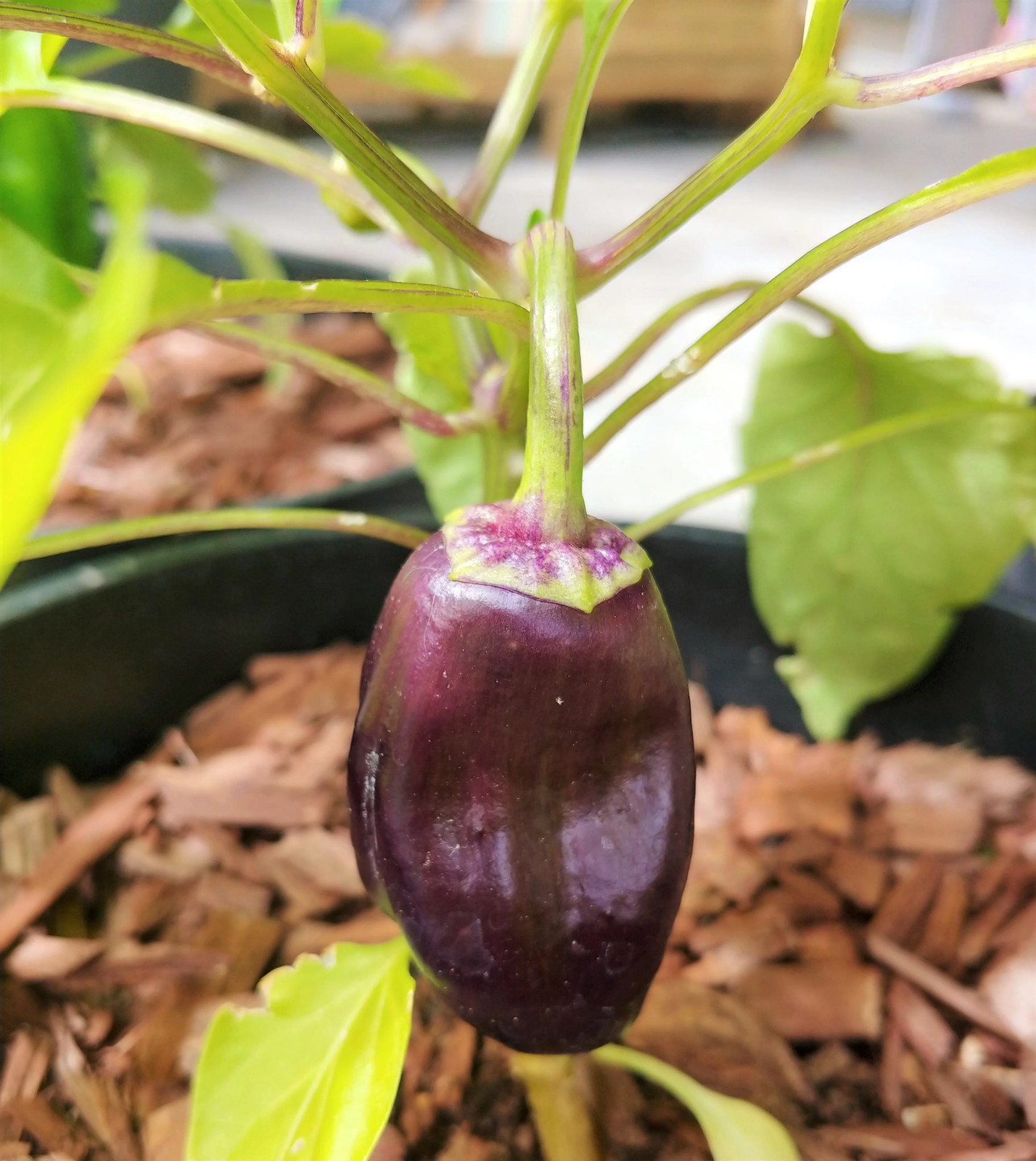 Lilac Sweet Bell Pepper Seeds | Purple Red Merlot UFO Islander Peppers Seed 2024