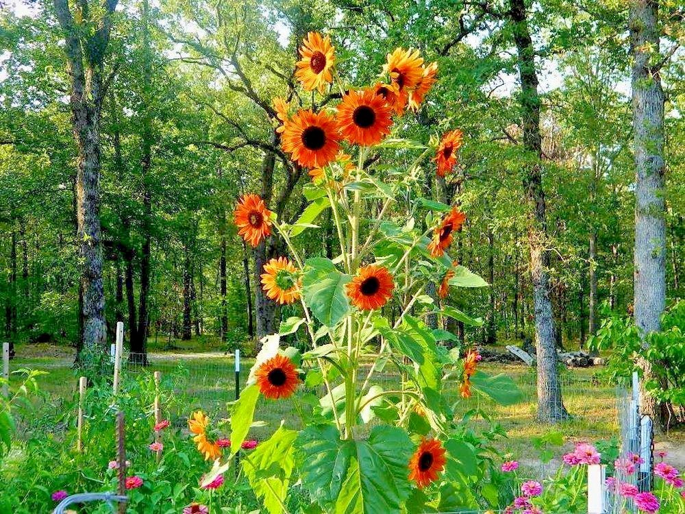 50+VELVET QUEEN SUNFLOWER Seeds Native Wildflower Branching Summer Garden Easy