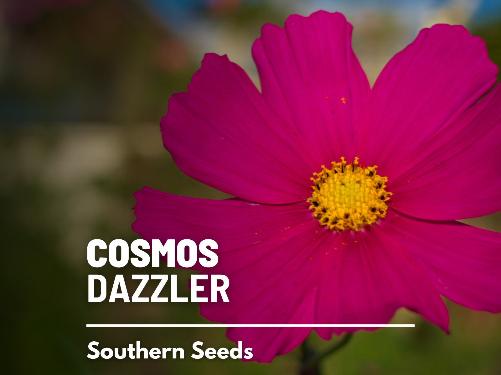 Cosmos, Dazzler – 100 Seeds – Pollinator Friendly (Cosmos Bipinnatus Sensation)