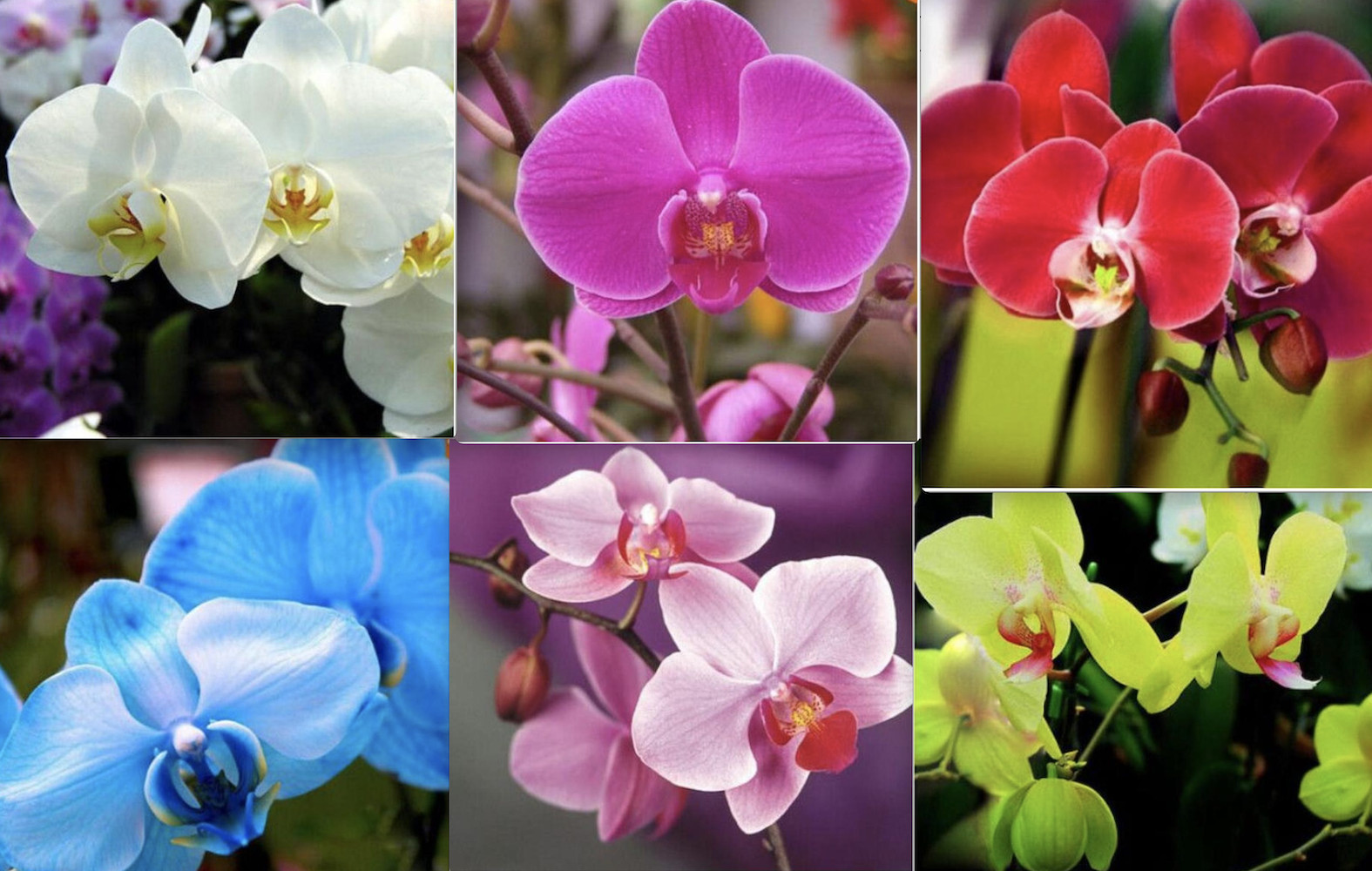 25pc ORCHID SEEDS Garden Plant Flower bloom rare exotic USA seller FREE shipping