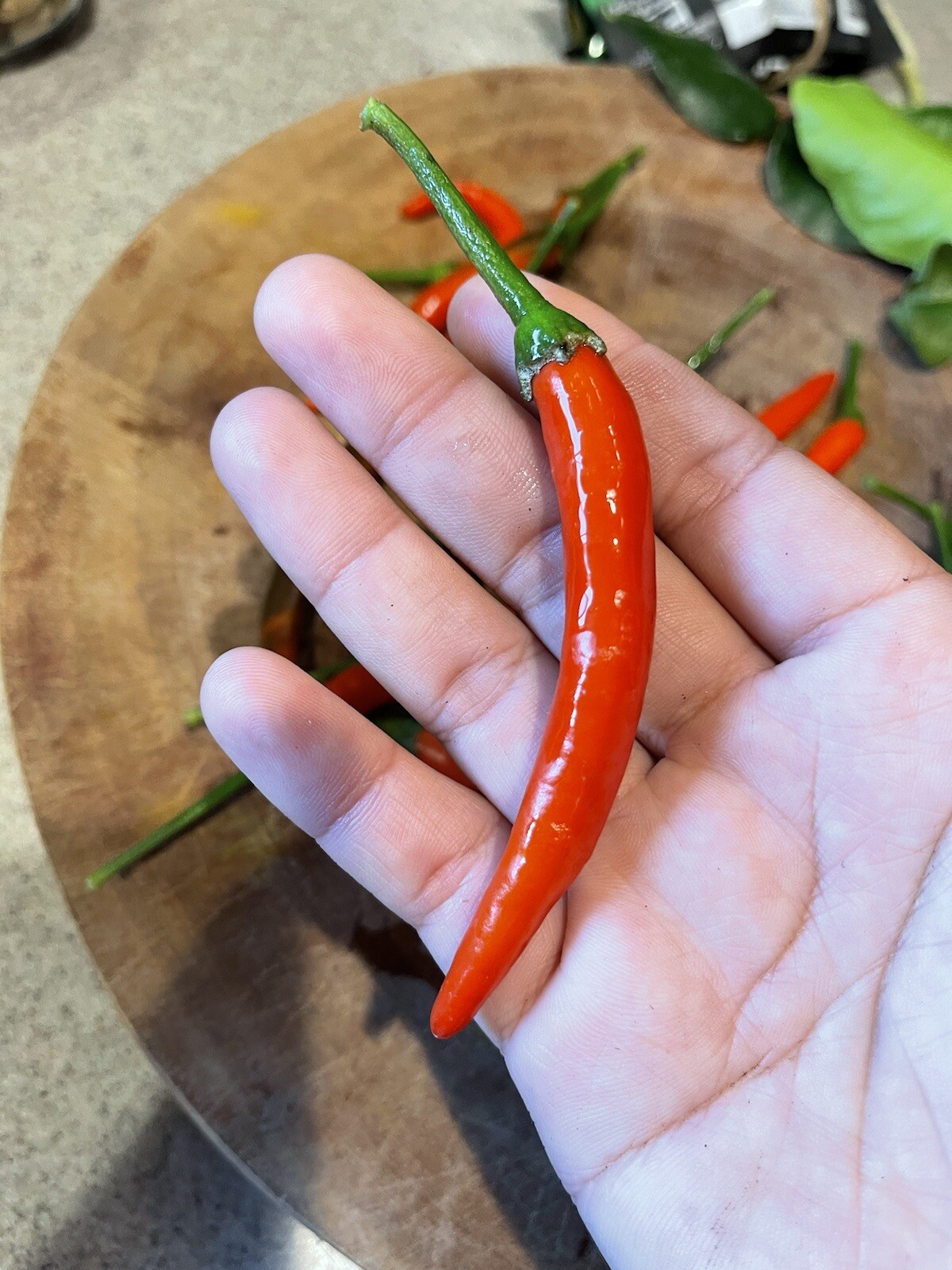 Bird Chilli Seeds, พริกจินดาแดง