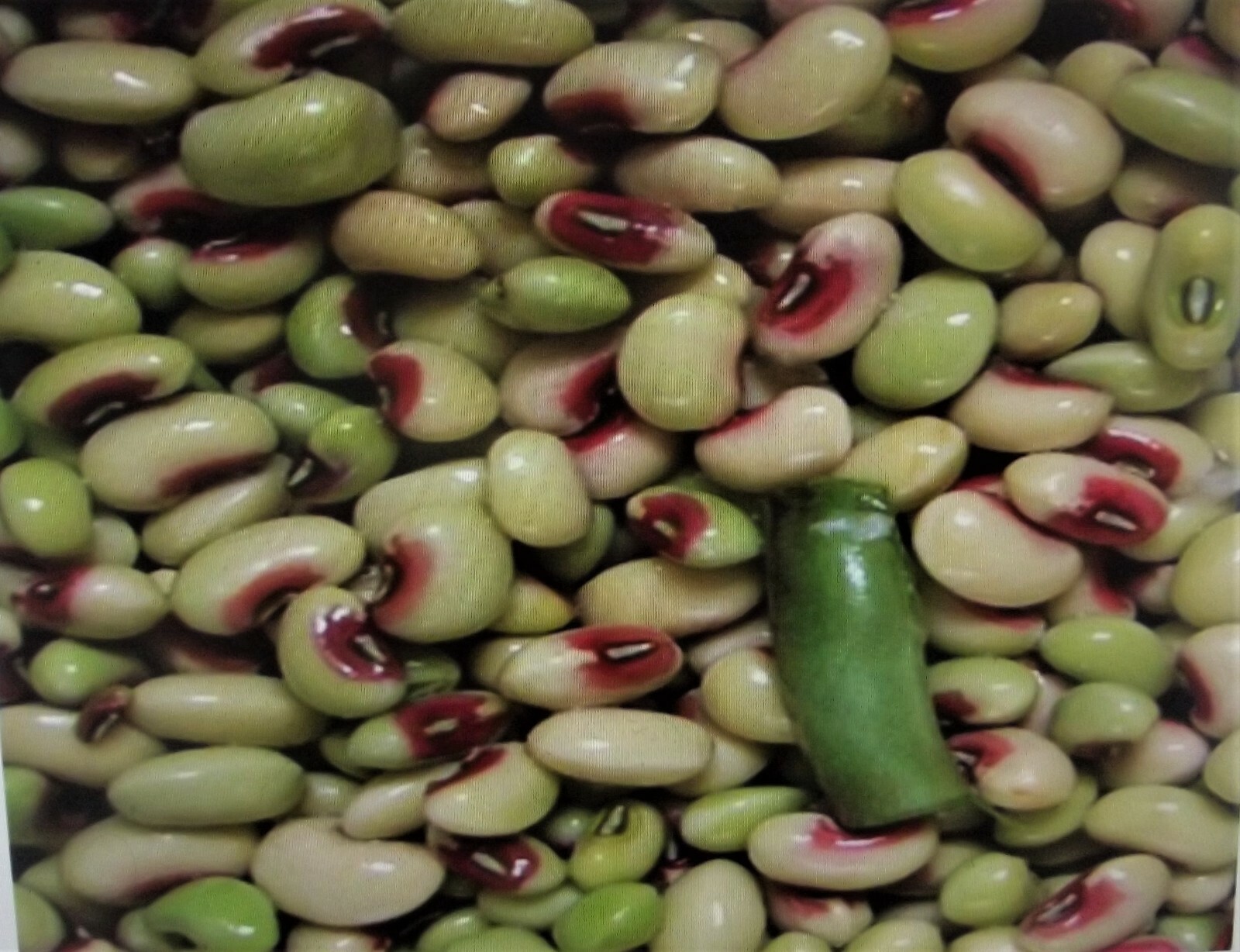 5 lb Mississippi Pinkeye 2 Purple Hull Pea Cowpea Germ: 80% Benefits St. Jude