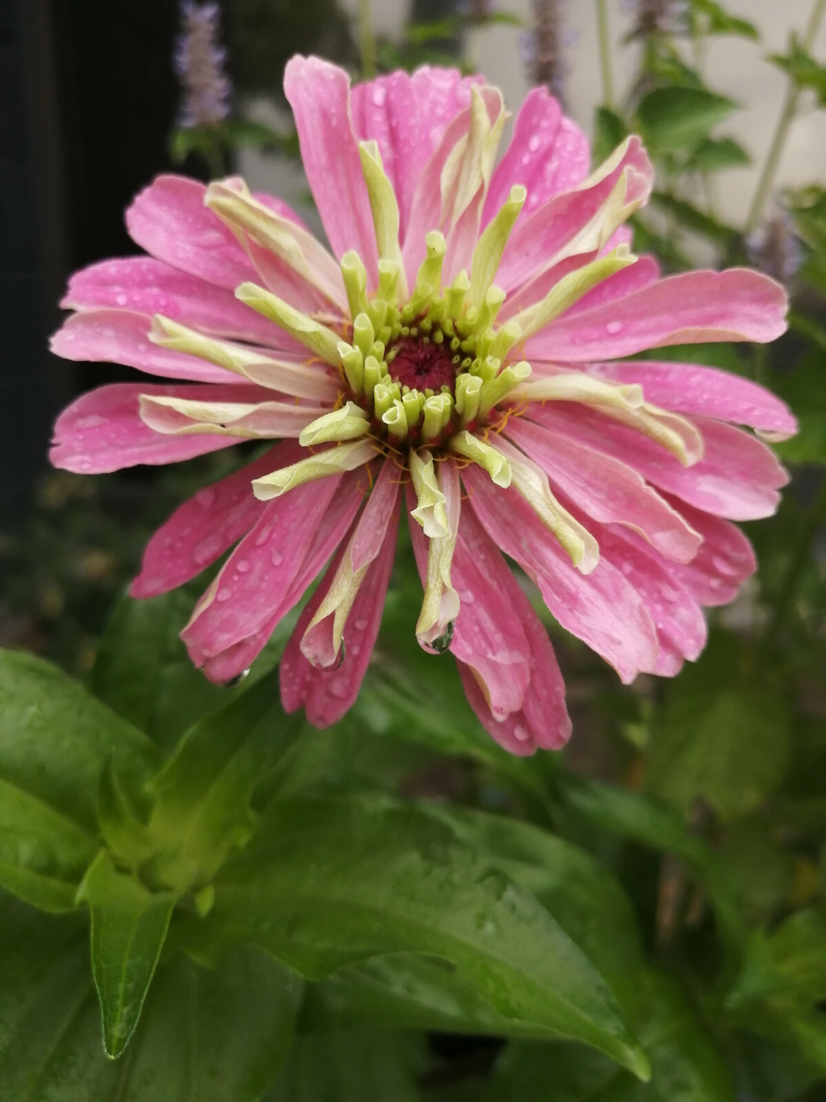 100 State Fair Mix Zinnia Zinnia elegans Seeds, Classic Cottage Garden Flowers