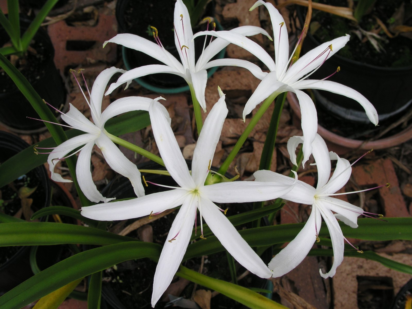 Crinum Lily, Americanum, large, blooming-size bulb – aquatic