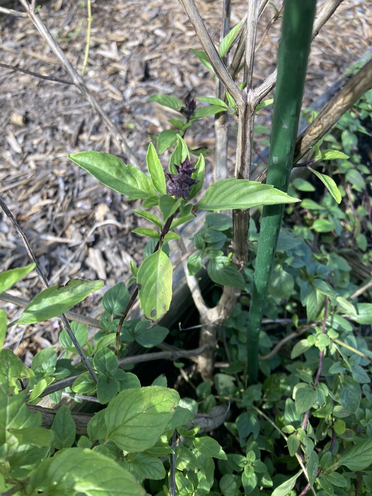 Thai Basil 2g Fresh Seeds Herb Pollinator Free Gift Seeds w/Every Garden Order!