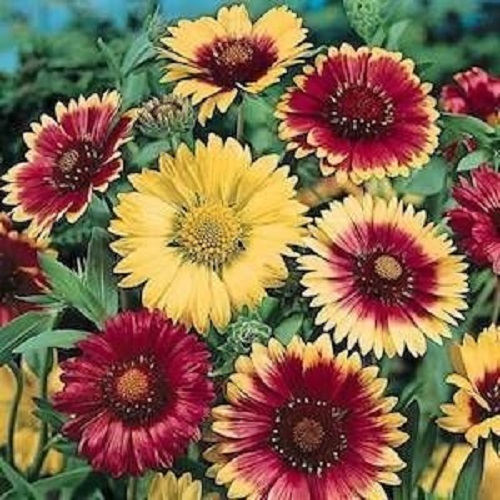 30+ GAILLARDIA MONARCH MIX FLOWER SEEDS / RARELY OFFERED PERENNIAL