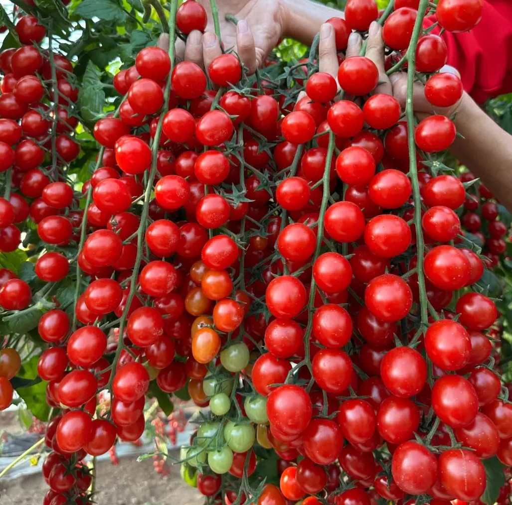 30+ WATERFALL TOMATOES SEEDS – SWEET – HIGH YIELD – HEIRLOOM – ORGANIC — RARE