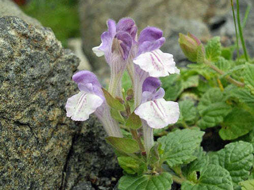 Scutellaria alpina | Alpine Skullcap | 20 Seeds