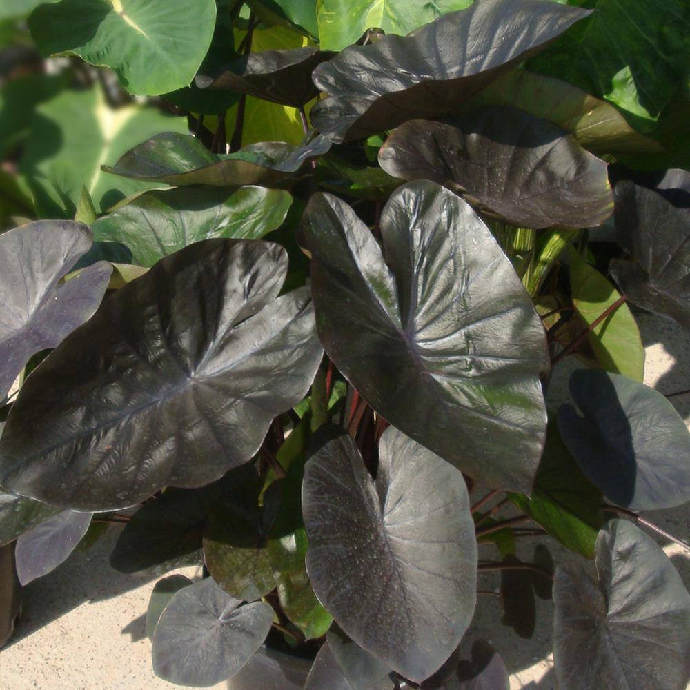 7/9 Inches, Colocasia Kona Coffee Elephant Ear Bulbs (Bag of 5)