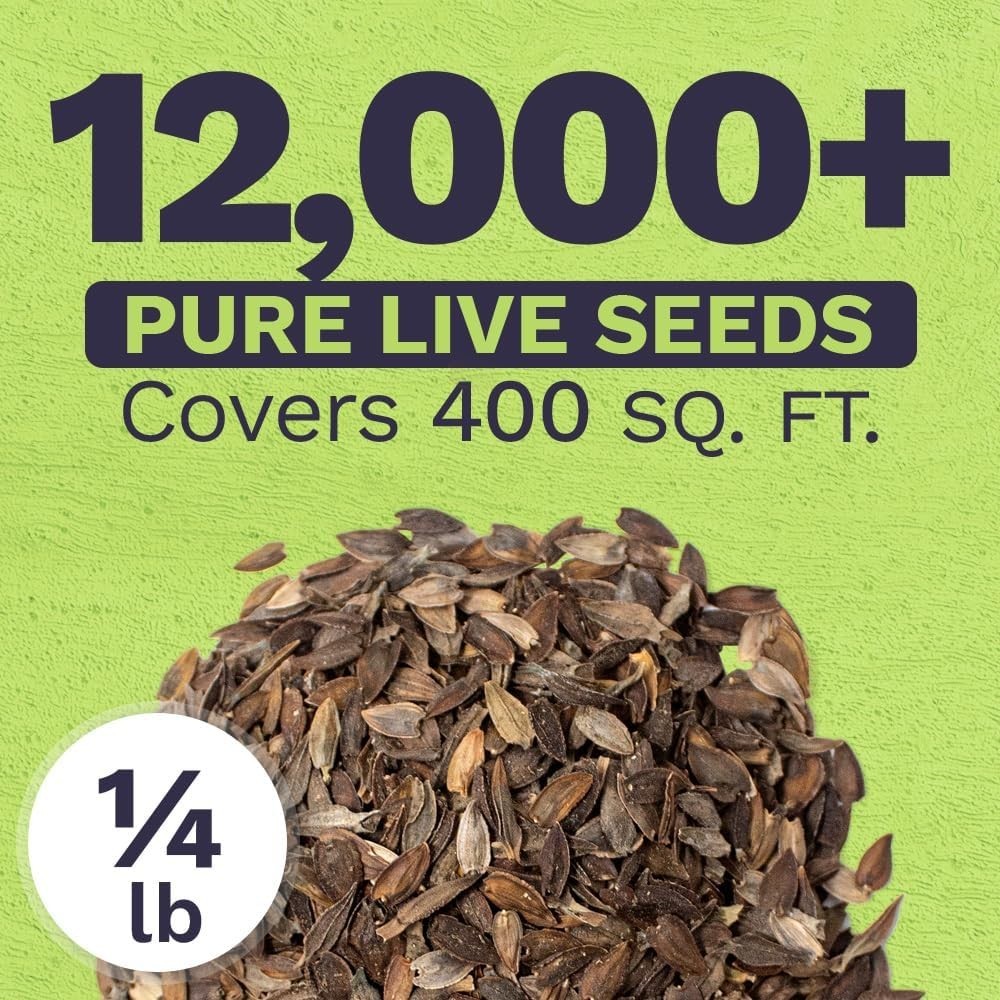 Bulk Zinnia Seeds – California Giants Mix – Bulk 1/4 Pound Bag Over 12,000 Fl…