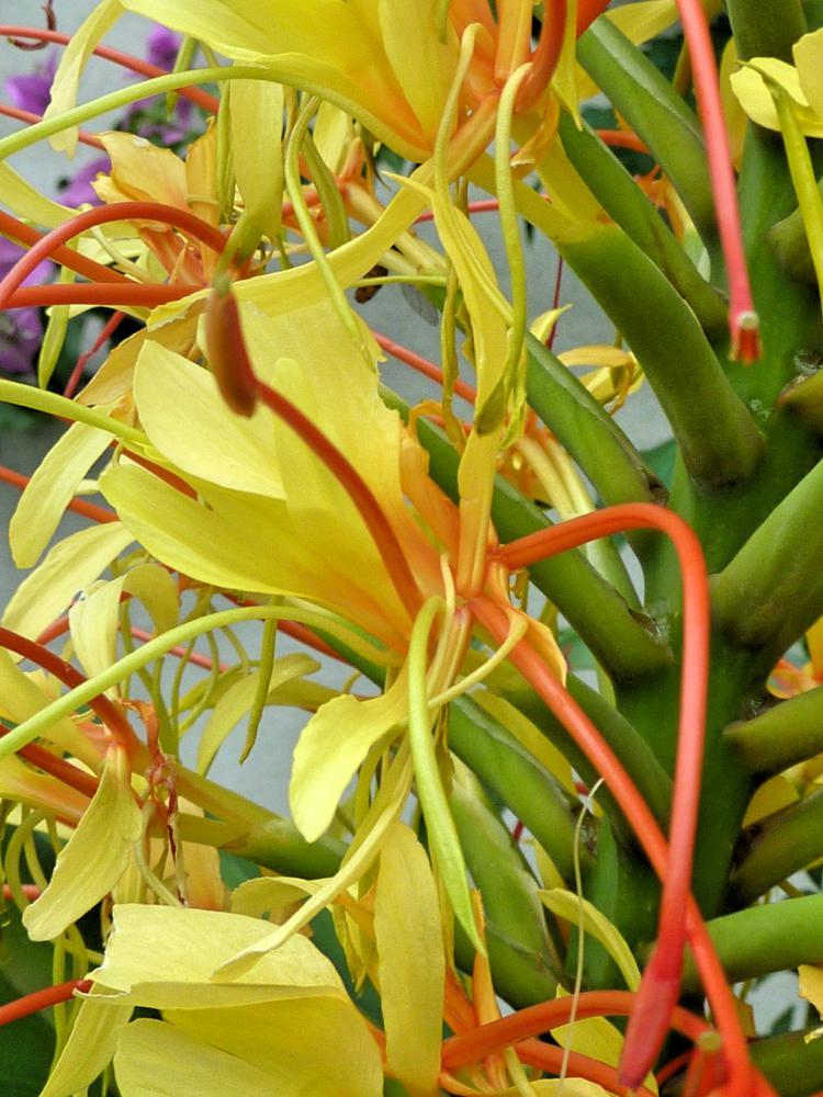 Hedychium gardnerianum Kahili ginger 15 seeds