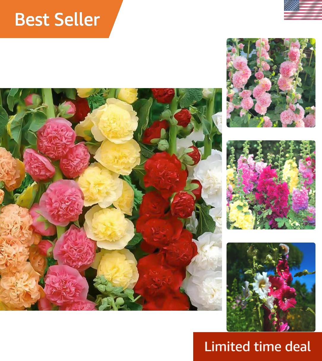 350+ Carnivalesque Hollyhock Seeds Mix – Giant Perennial Flowers for Gardens