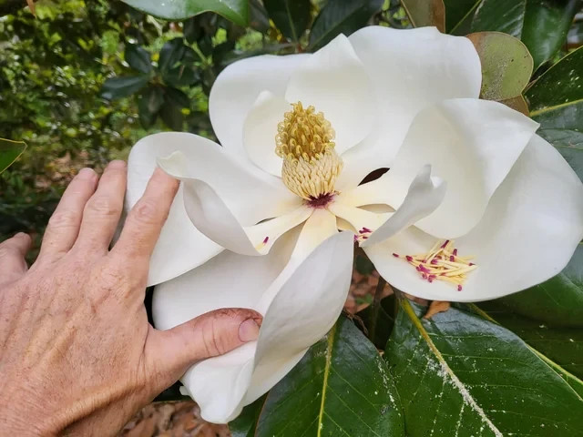 10 Southern Magnolia Seeds Magnolia Grandiflora Fragrant White Blooms