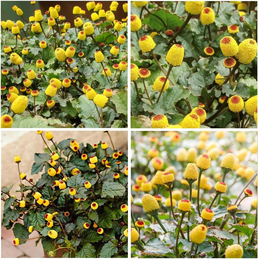 150+Yellow Toothache Plant Seeds for Planting-Perennial Garden Flowers Home Heir