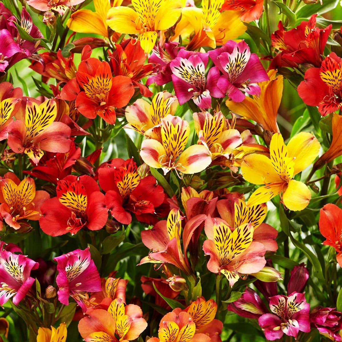30+ Mixed Alstroemeria for Planting Outdoors-Perennial Peruvian Lily Flowers Pl