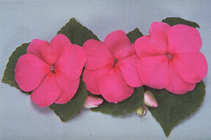Impatiens Super Elfin Rose 500 seeds