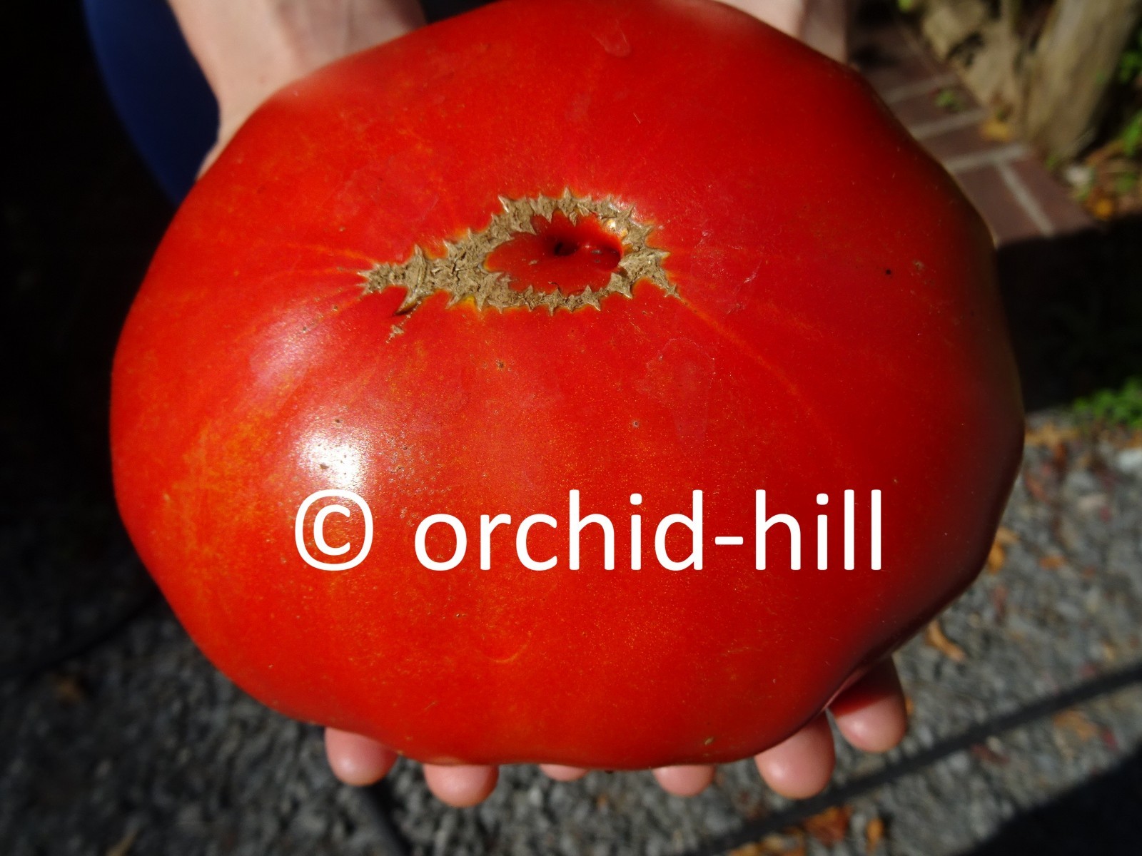 Zogola Huge Red Tasty Tomato Polish Heirloom Beefsteak 20 seeds from2025 Organic