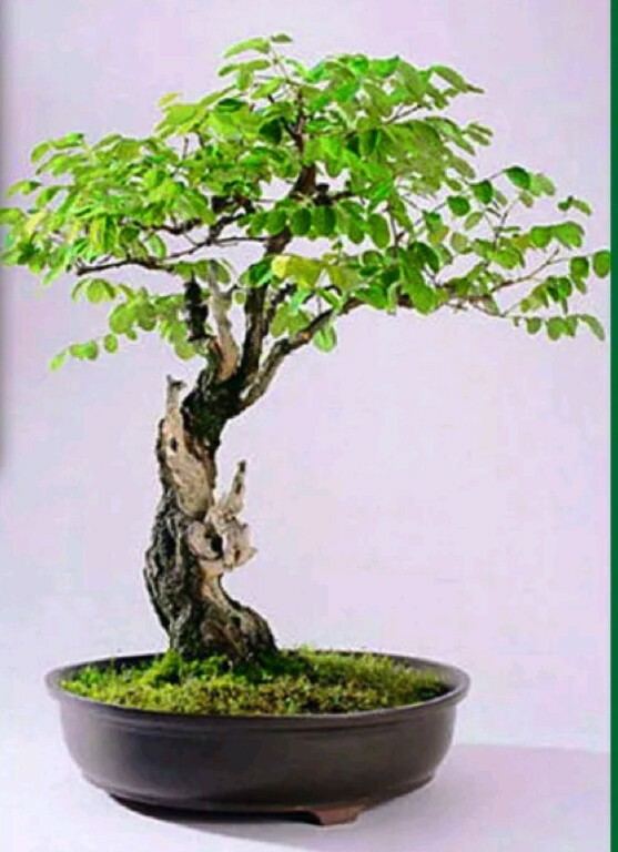 BLACK LOCUST BONSAI – 10+PCS Rare Seeds (Robinia Pseudoacacia) *FREE SHIPPING!*