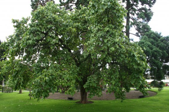 Black Mulberry, Morus nigra, Tree Seeds (Hardy, Edible)