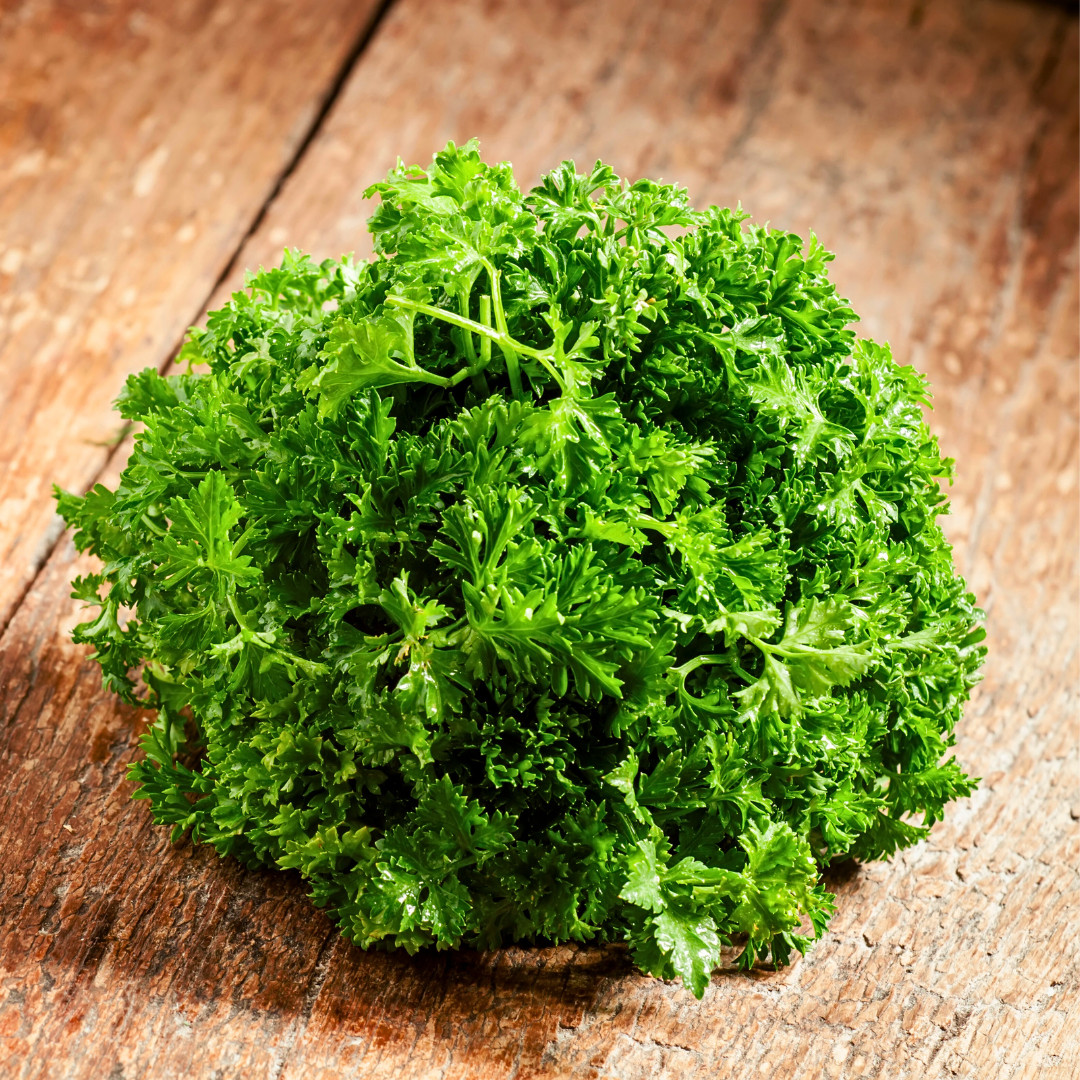 Fresh Moss Curled Parsley Seeds | Heirloom Non-GMO | Herb Seeds