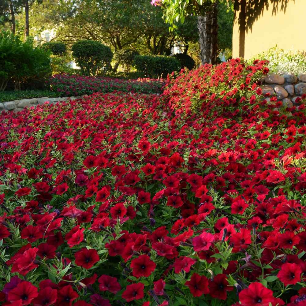 15 Seeds Tidal Wave Spreading Petunia Red Velour Flower Seeds – AAS Winner