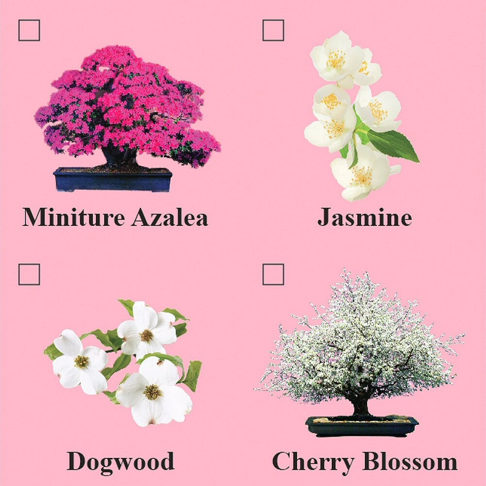 Eve’s Miniature Azalea Bonsai Seed Kit to Grow Miniature Azalea from Seed