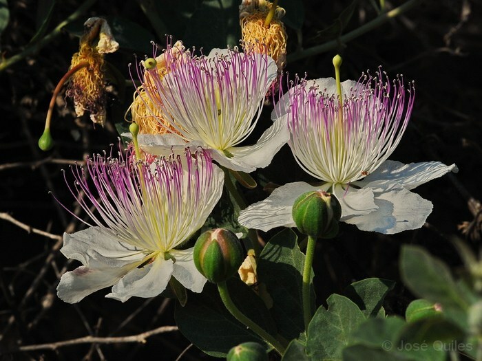 Capparis Spinosa, Caper Bush, Edible Flinders Rose 20 Seeds / USA
