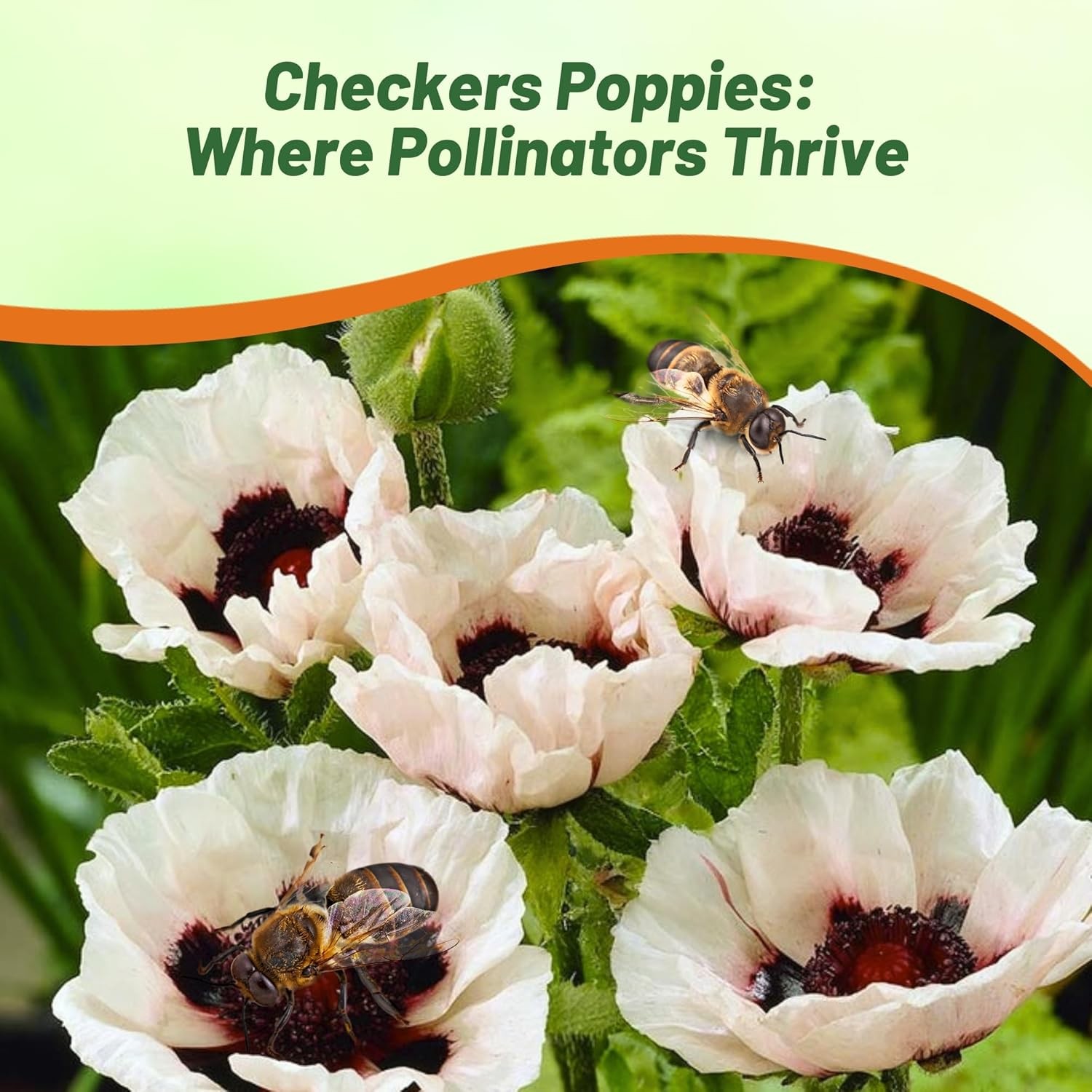 200 Seeds Papaver Orientale Checkers Poppy Seeds – Flower Seeds