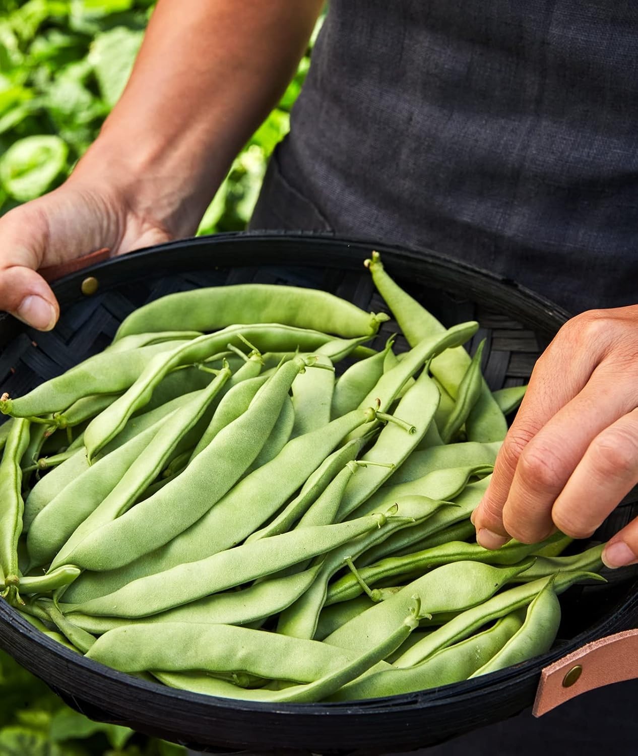 Early Italian Bush Bean Seeds 2 Oz – Perfect for Small Spaces & Containers