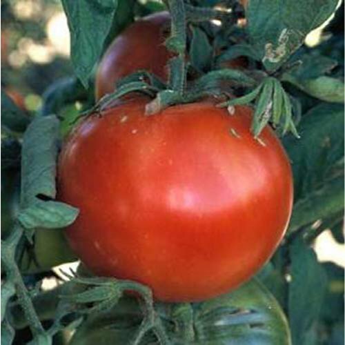 25 Bonnie Best Tomato Seeds