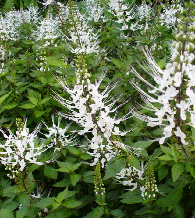 Set 2 White Cat Whiskers Live Plants – 4-6″ Tall – Flowering Plant for Landscapi