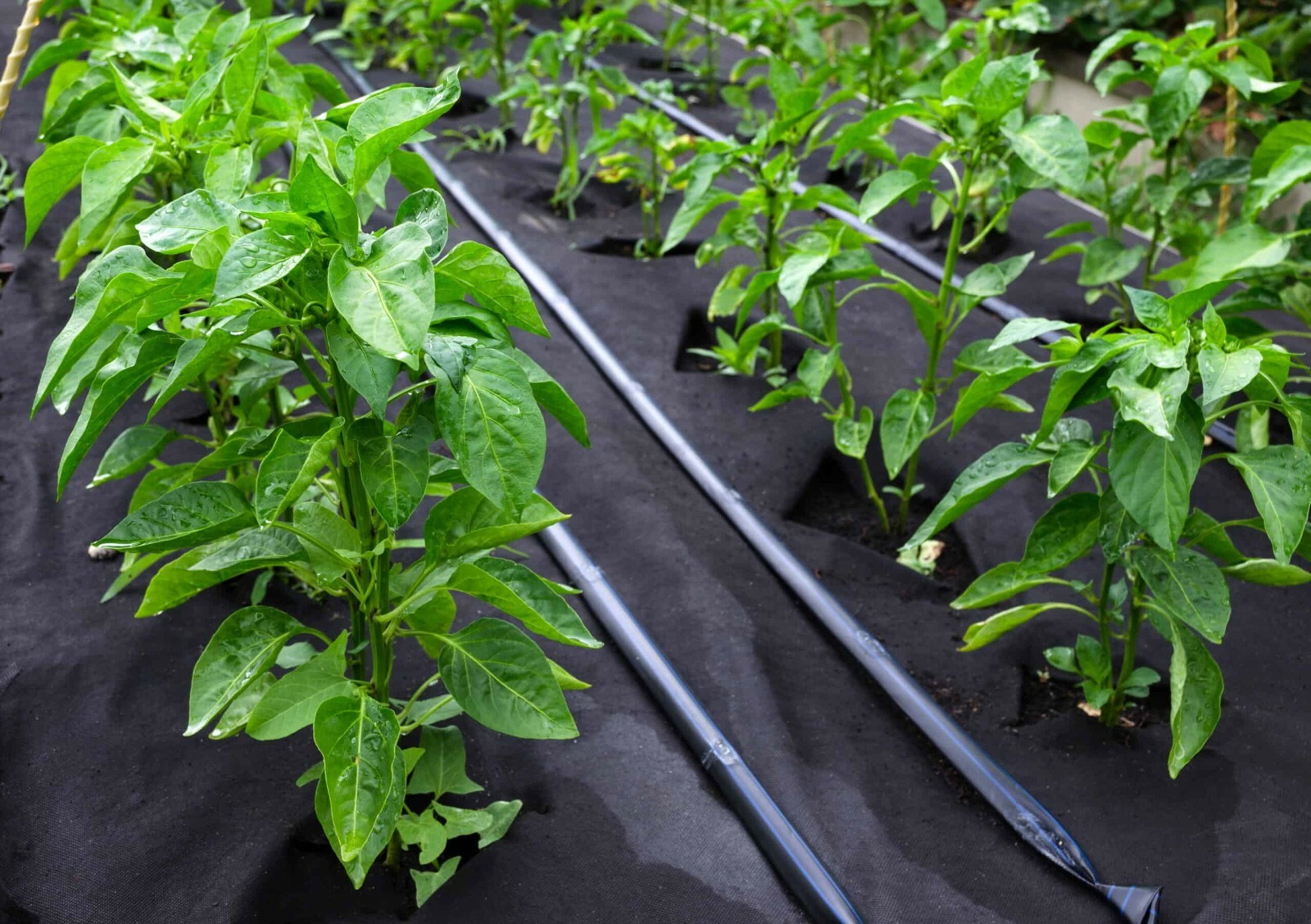 ORANGE HABANERO HOT PEPPER SEEDS NON-GMO VERY HOT STUFF awesome flavor TASTEE!