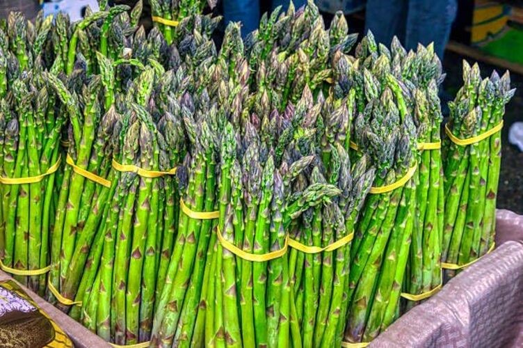 500+ Mary Washington Asparagus Seeds for Planting, Heirloom Non-GMO Seeds,