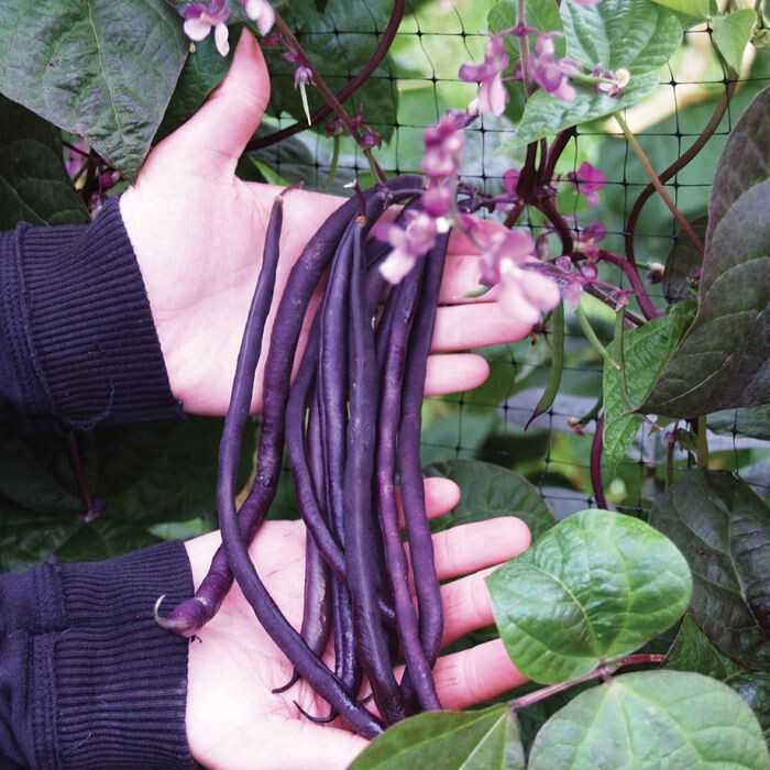 THREE SISTERS GARDEN SEEDS ~ INDIAN CORN ~ SMALL SUGAR PUMPKIN ~PURPLE POLE BEAN