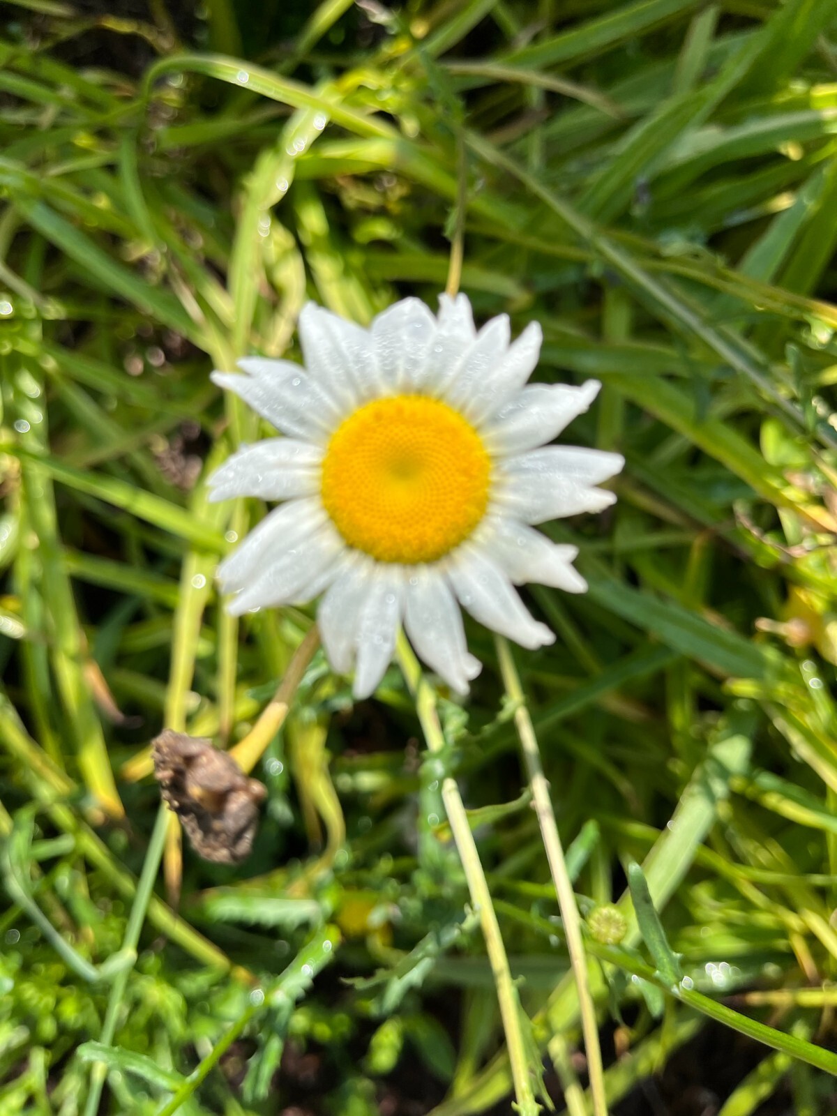 Oxyeye Daisy (Leucanthemum vulgare) Seeds self-seeding annual – 100+ seeds