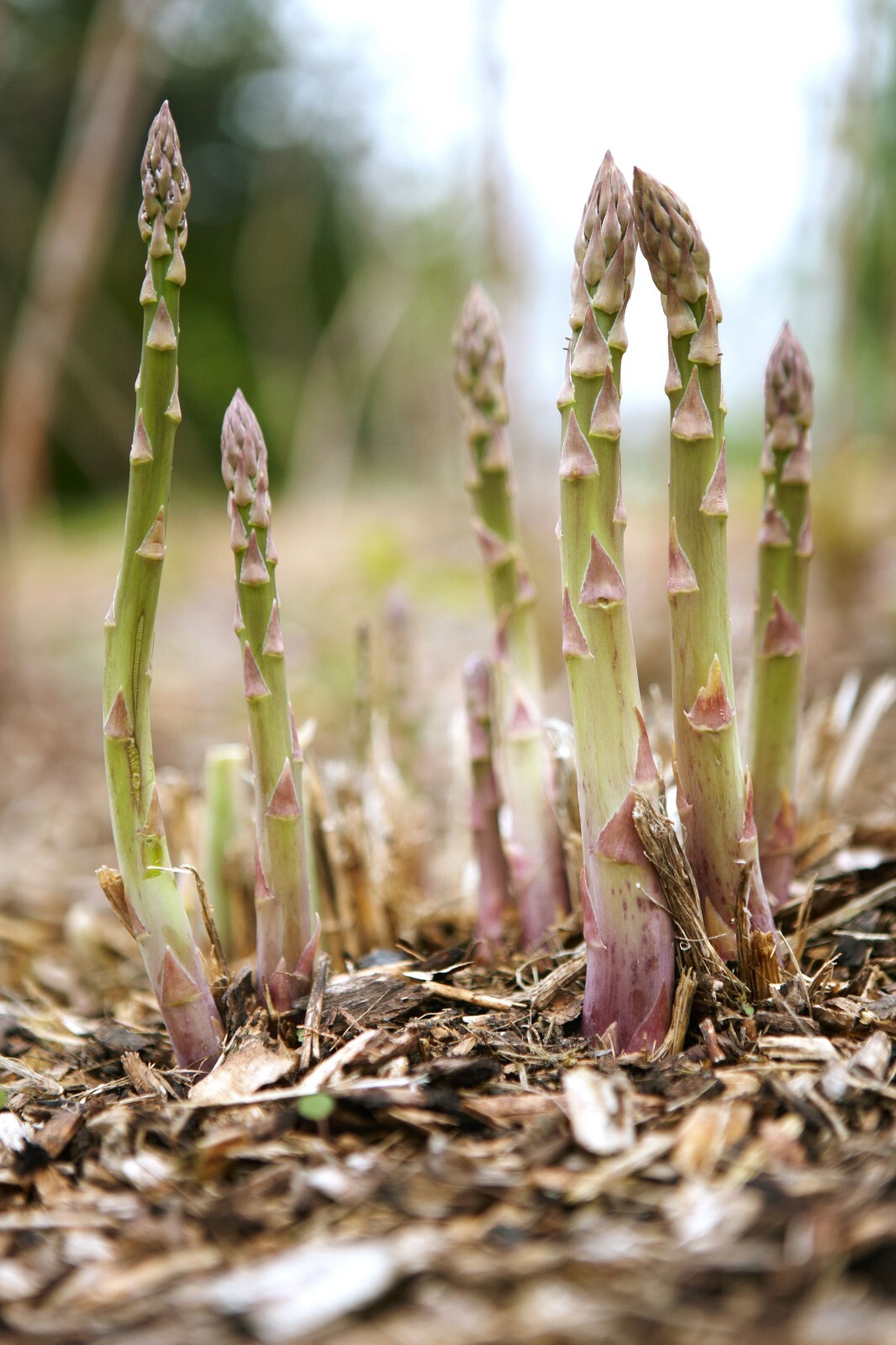 Asparagus Seed ~ Mary Washington ~ Heirloom ~ 500 or 1000 seeds