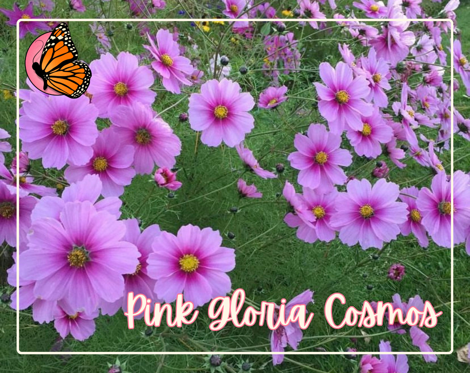 BEGINNER FLOWERS Seed Bundle | 12 Unique Seed Packets, Easy-To-Grow Variety Pack