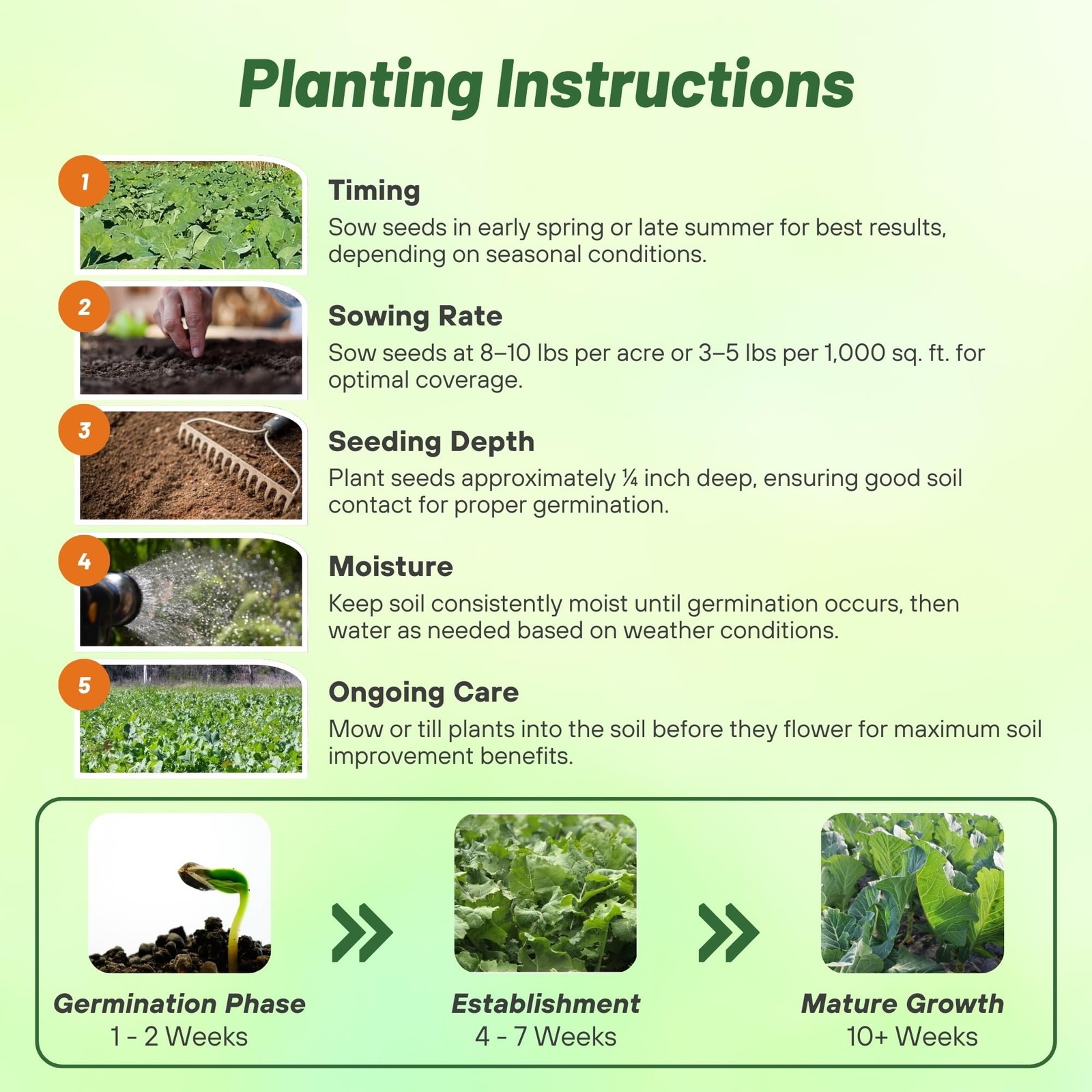 Bayou Kale Seeds – 5 lb. Annual, Versatile & Cold-Tolerant, Cover Crop Seeds …