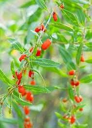 Red Goji Berry Seeds ~ Lycium Barbarum ~ Wolfberry ~ Organic ~ Fresh Seeds ~