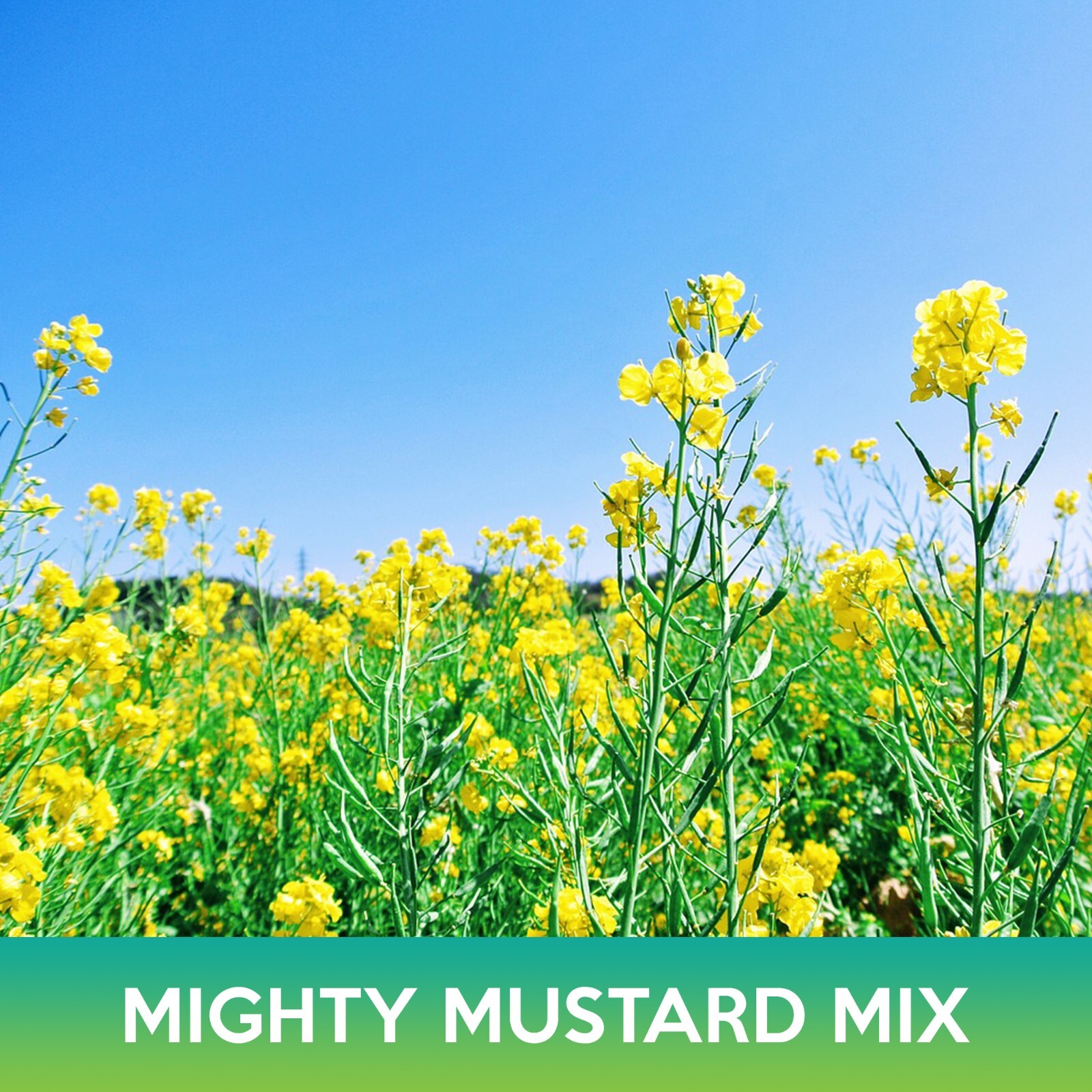 Mighty Mustard Mix Seeds, Mighty Mustard Trifecta Power Blend Cover Crop