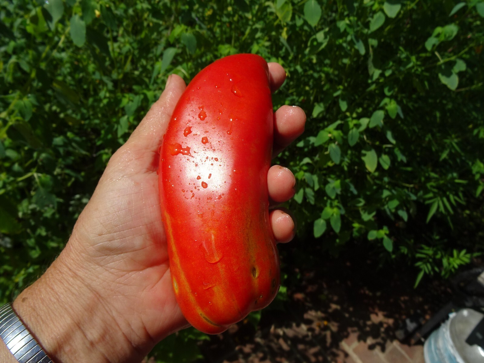 Red Tomato Opalka Polish Heirloom 25 seeds Non-GMO Organic from 2023