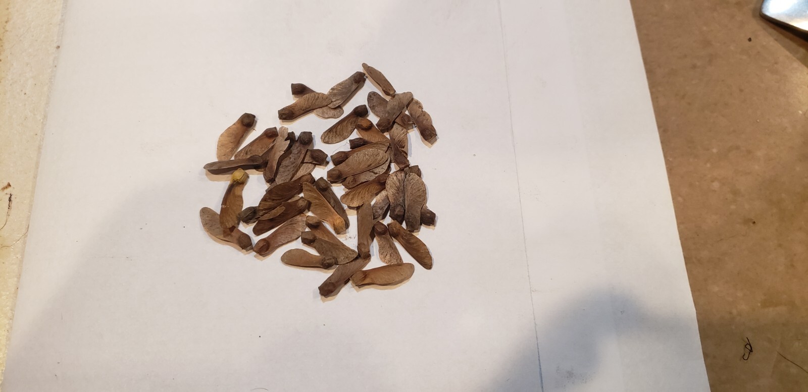 Japanese Maple Tree Seeds (Acer palmatum), 50 Fresh seeds