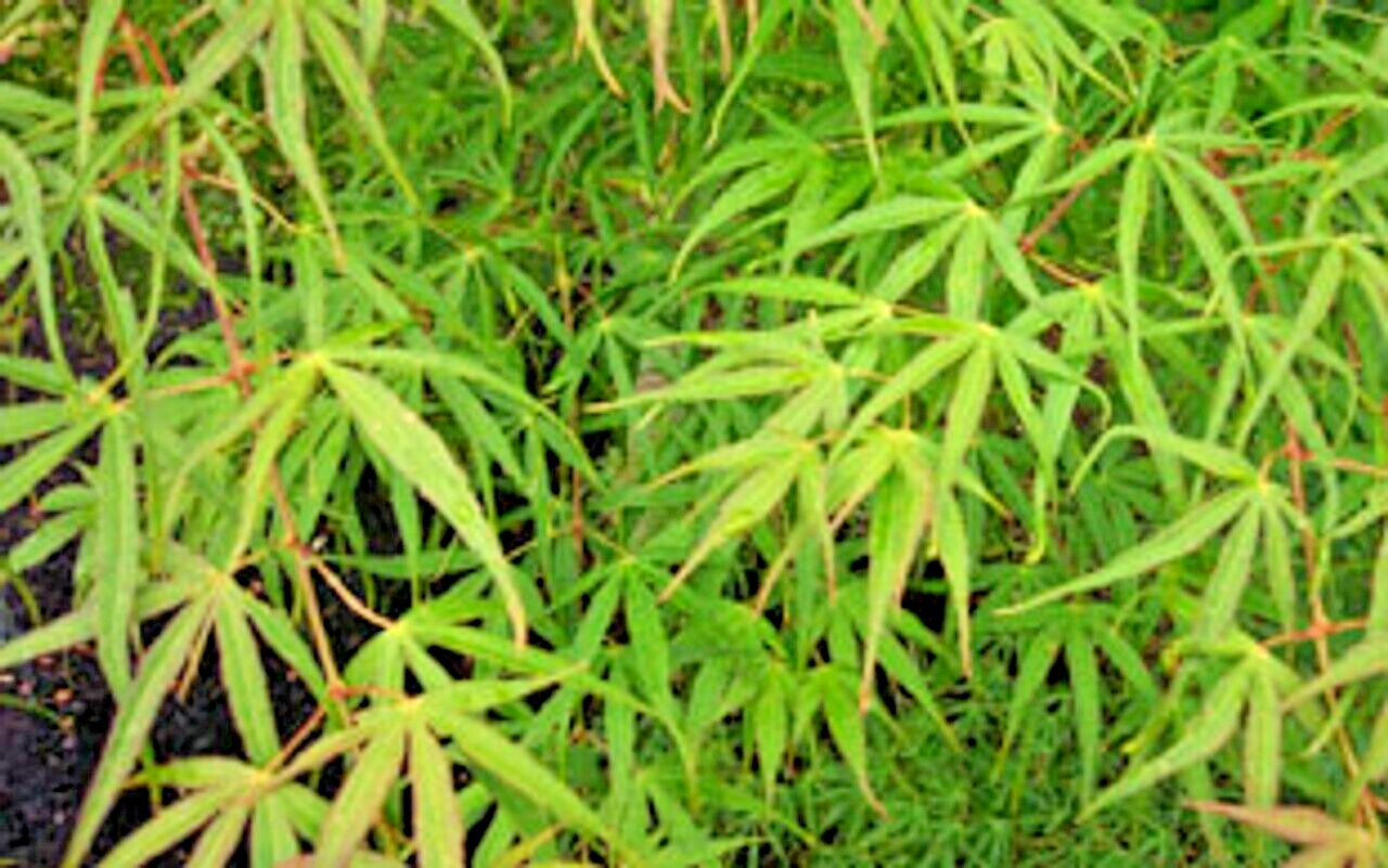 15 SHIME NO UCHI MAPLE SEEDS – Acer palmatum ‘Ao shime no uchi