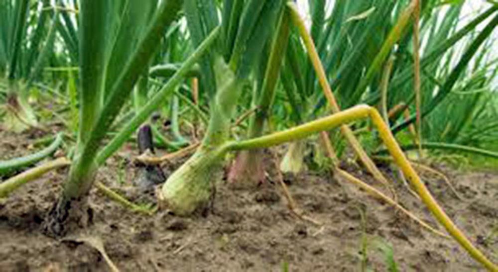 Onion, Texas Early Grano, Heirloom, 25+ Seeds, Short Day, Vidiala Type