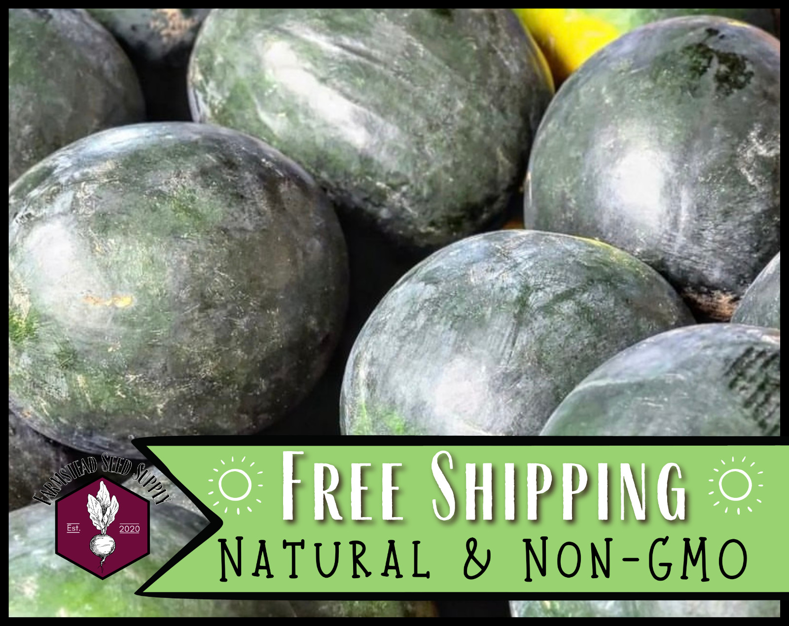 50+ Watermelon Seeds [Black Diamond] Vegetable Gardening Heirloom, Non-GMO, USA
