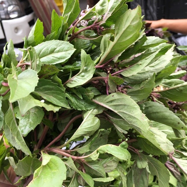 Cinnamon Basil Seeds | 250 Seeds | Non-GMO | Free Shipping | Herb Seeds | 1125