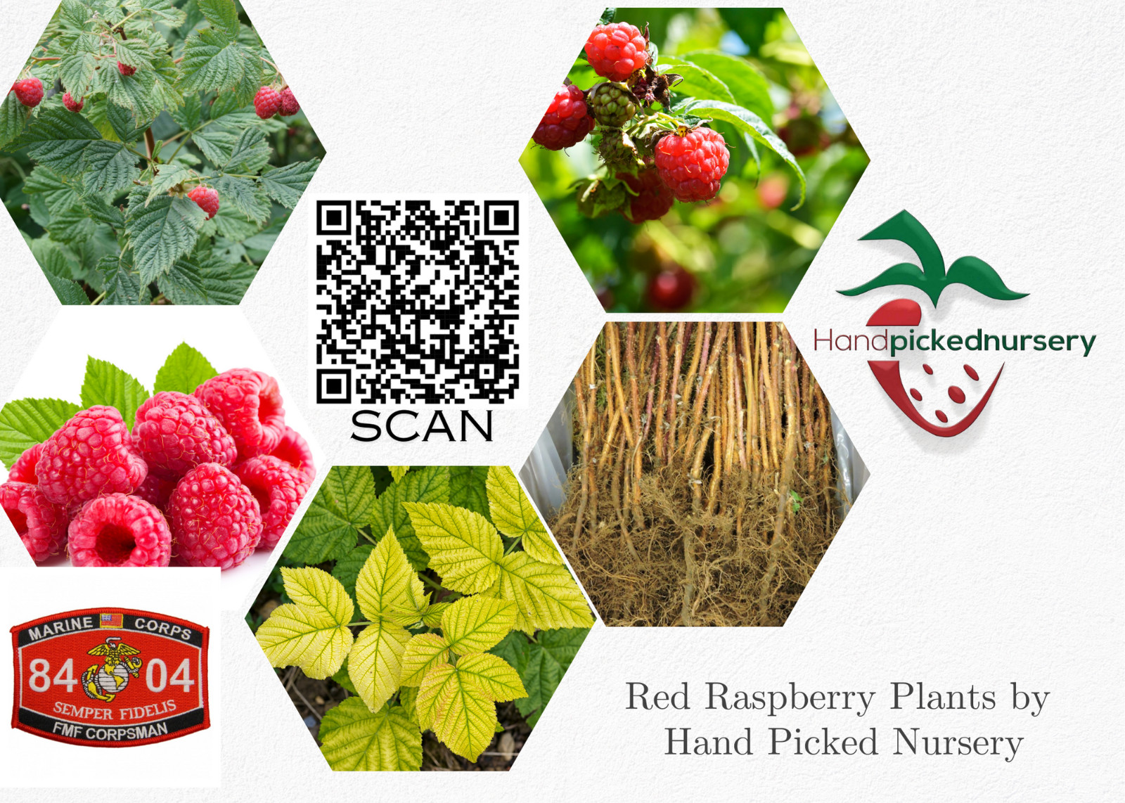 4 Heritage Raspberry Plants – Bare Root