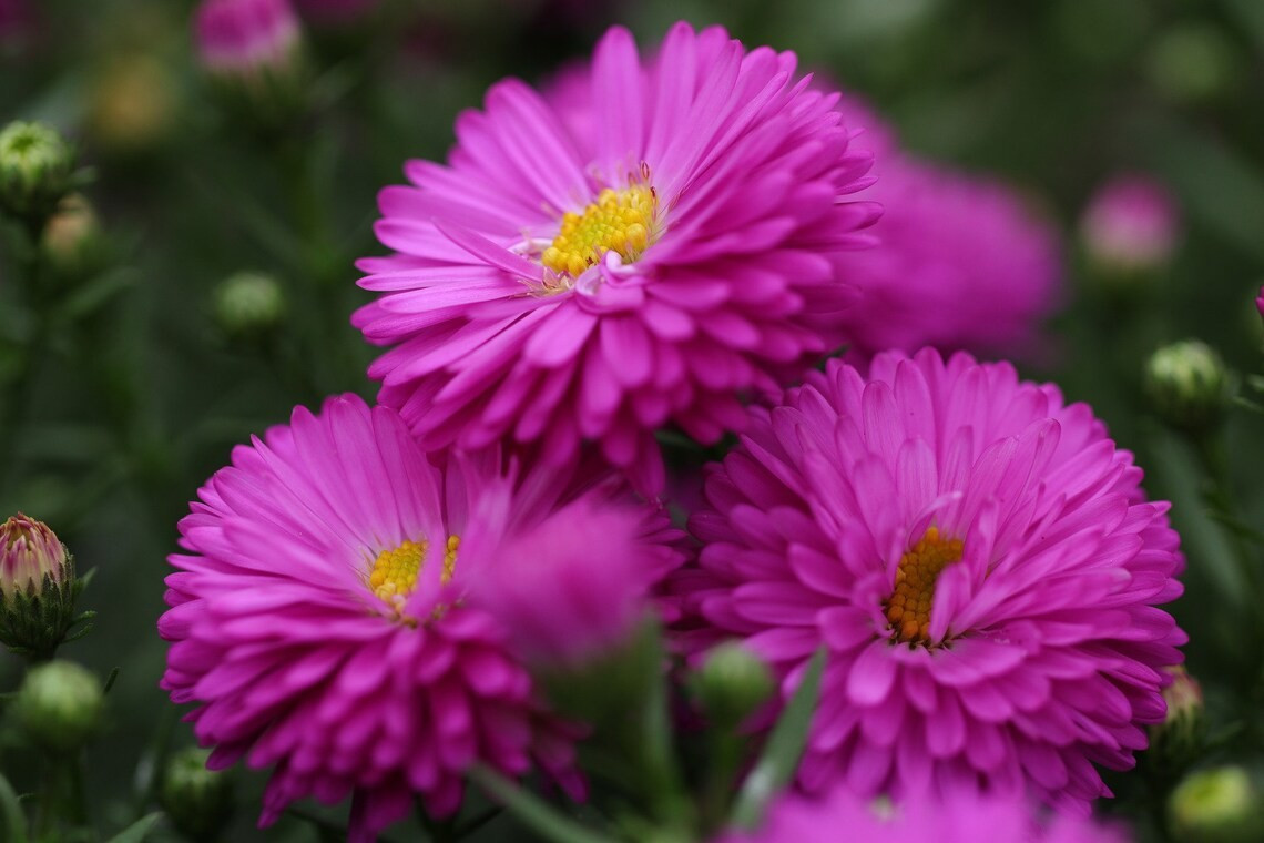 500+ Powder Puff Aster Seeds – Rainbow Mix – Chrysanthemum – Fresh Cut Flowers